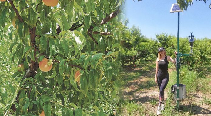 Ευφυής Γεωργία στα Καλύβια Πέλλας